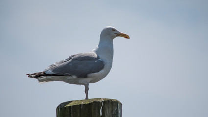 Herring Gull