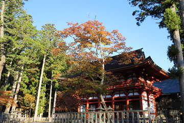 Fototapeta premium 高野山 紅葉