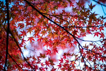 紅深まる紅葉