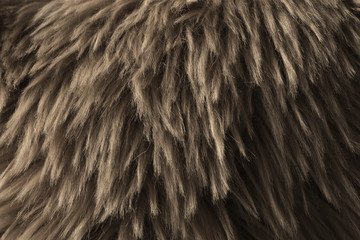 くまのぬいぐるみの毛