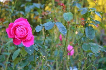 ばら　ハナ　ピンク　秋