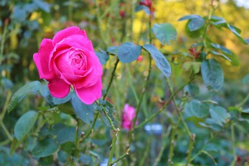ばら　ハナ　ピンク　秋