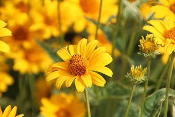 Summer Sunshine In The Garden, U of A Botanic Gardens, Devon, Alberta