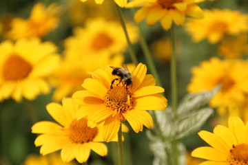 Bee On Golden Bloom, U of A Botanic Gardens, Devon, Alberta