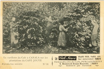 Nouvelle-Calédonie.cueillette du café sur les plantations Jouve