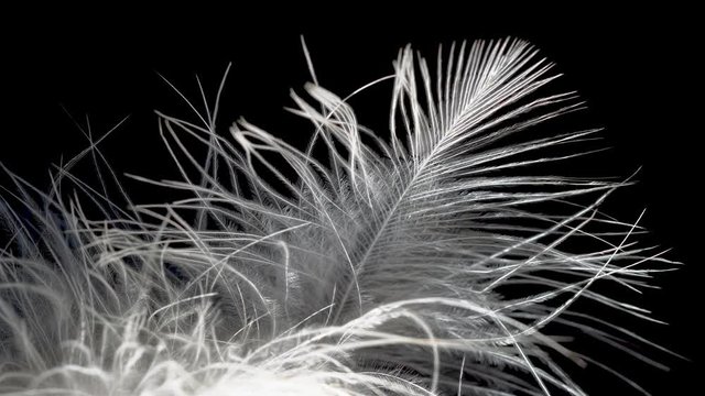 Macro close-up of white bird feather wind on a black background.