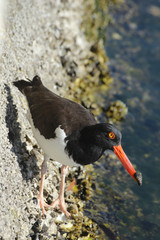 Osyercatcher with Shell in Mouth, Tampa, Florida