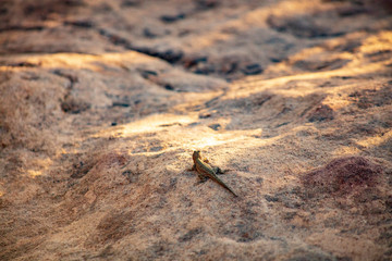 A tiny desert dwelling lizard skitters across the sun warms stones in the desert Southwest USA