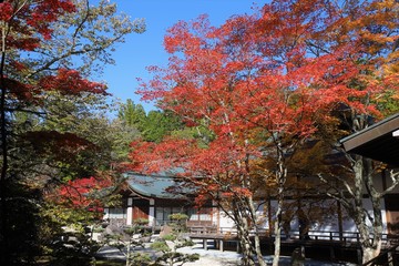 高野山　紅葉