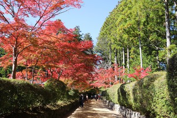 高野山　紅葉