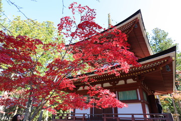 高野山　紅葉