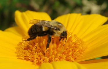 Big tropical bumblebee on yellow flower in Florida nature, closeup