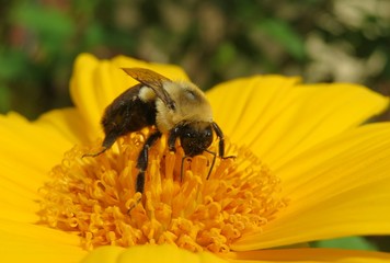 Bumblebee on yellow flower in Florida nature, closeup