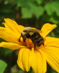 Big tropical bumblebee on yellow flower in Florida nature, closeup