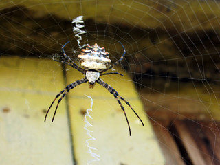 Spider