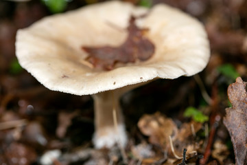 Mushroom close up in wild nature background fifty megapixels prints