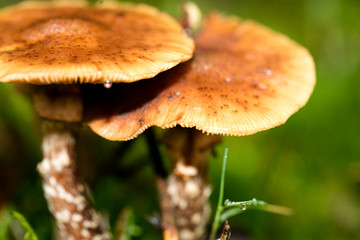 Mushroom close up in wild nature background fifty megapixels prints