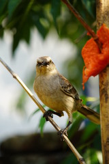 Chalk-browed Mockingbird on a branch