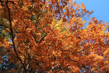 高野山　紅葉