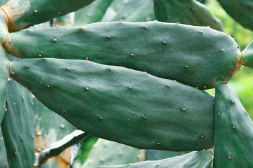 cactus green tropical plant