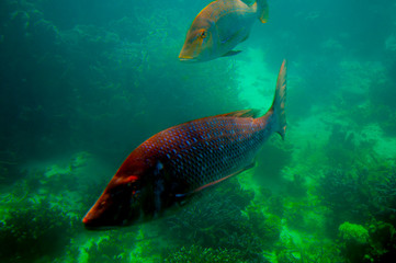 Spangled Emperor (Green Snapper) - Ningaloo Reef - Australia