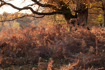 Autumn leaves in the new forest Hampshire