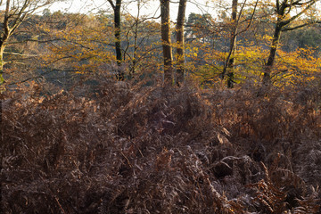 Autumn leaves in the new forest Hampshire