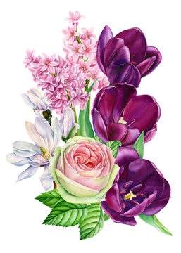bouquet of spring flowers on an isolated white background, burgundy tulips, rose, magnolia, daffodils, hyacinths, watercolor illustration, botanical painting, hand-drawing