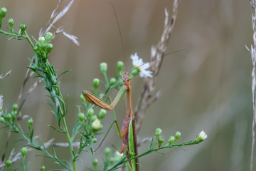 Chinese Mantis on Aster Plant in Autumn