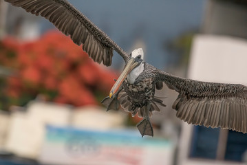 pelican descending