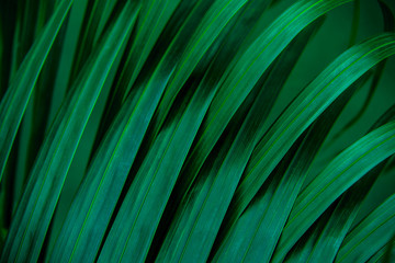 Plakat natural green background, closeup tropical coconut leaf