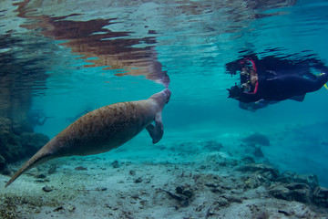 Gentle West Indian Manatees enjoy the warm waters of Three Sisters Spring in Crystal River, Florida as snorkeling tourists marvel at their size and beauty. 