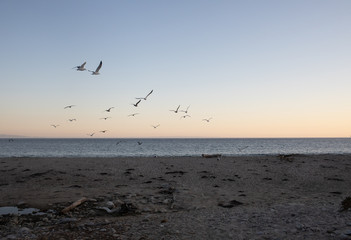 Birds flying on sunset beach