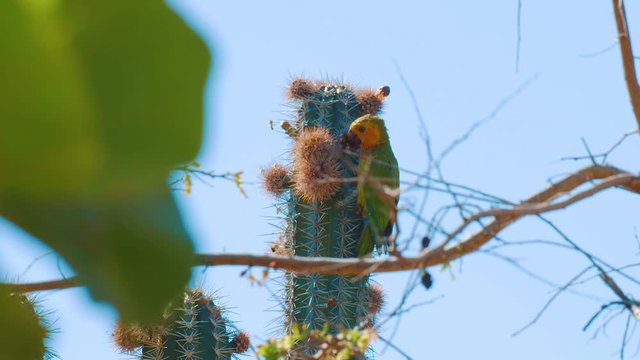 Cactus with brown throated parakeet eating