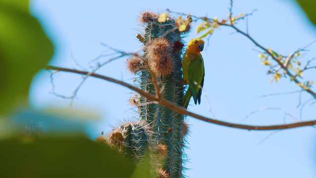 Brown throated parakeet on cactus feeding