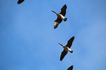 Geese Over Us, Pylypow Wetlands, Edmonton, Alberta