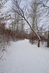 Winter Landscape with Trees and Snow
