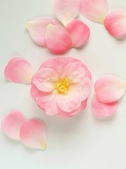 Pink camellia petals on white background,Japanese flower.