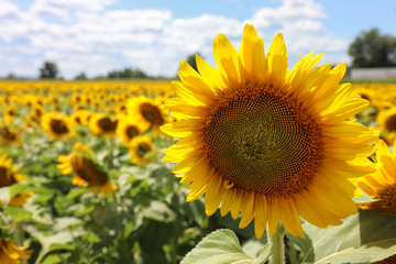 Obraz premium Sunflower close-up on the sunflower field background, shallow focus