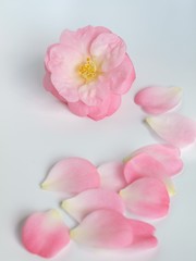 Fototapeta na wymiar 美しいピンクの椿の花、椿、花びら、白背景