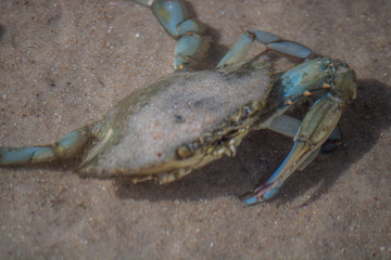 crab on the beach