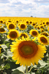 Fototapeta premium Sunflower close-up on the sunflower field background, shallow focus