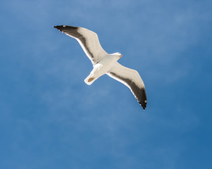 seagull in the blue sky