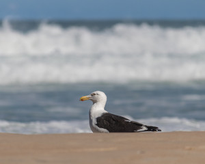 seagull on the beach
