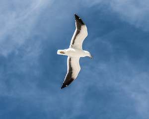 seagull in flight