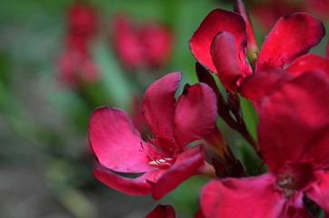 Flores de adelfa morada