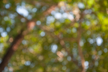 Natural outdoors bokeh in green and yellow tones