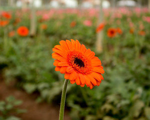 red poppies in a field
