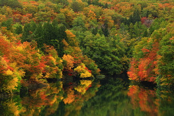 Fototapeta premium 岩手県西和賀町 紅葉の錦秋湖