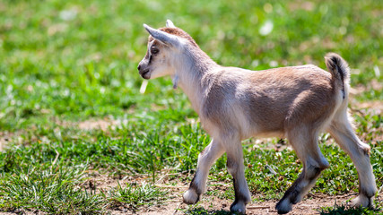 a goat kid plays in a farm field